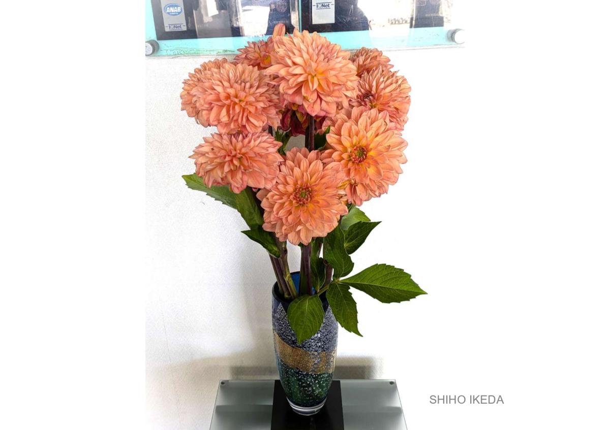 °˖✧お花photo #53✧˖°