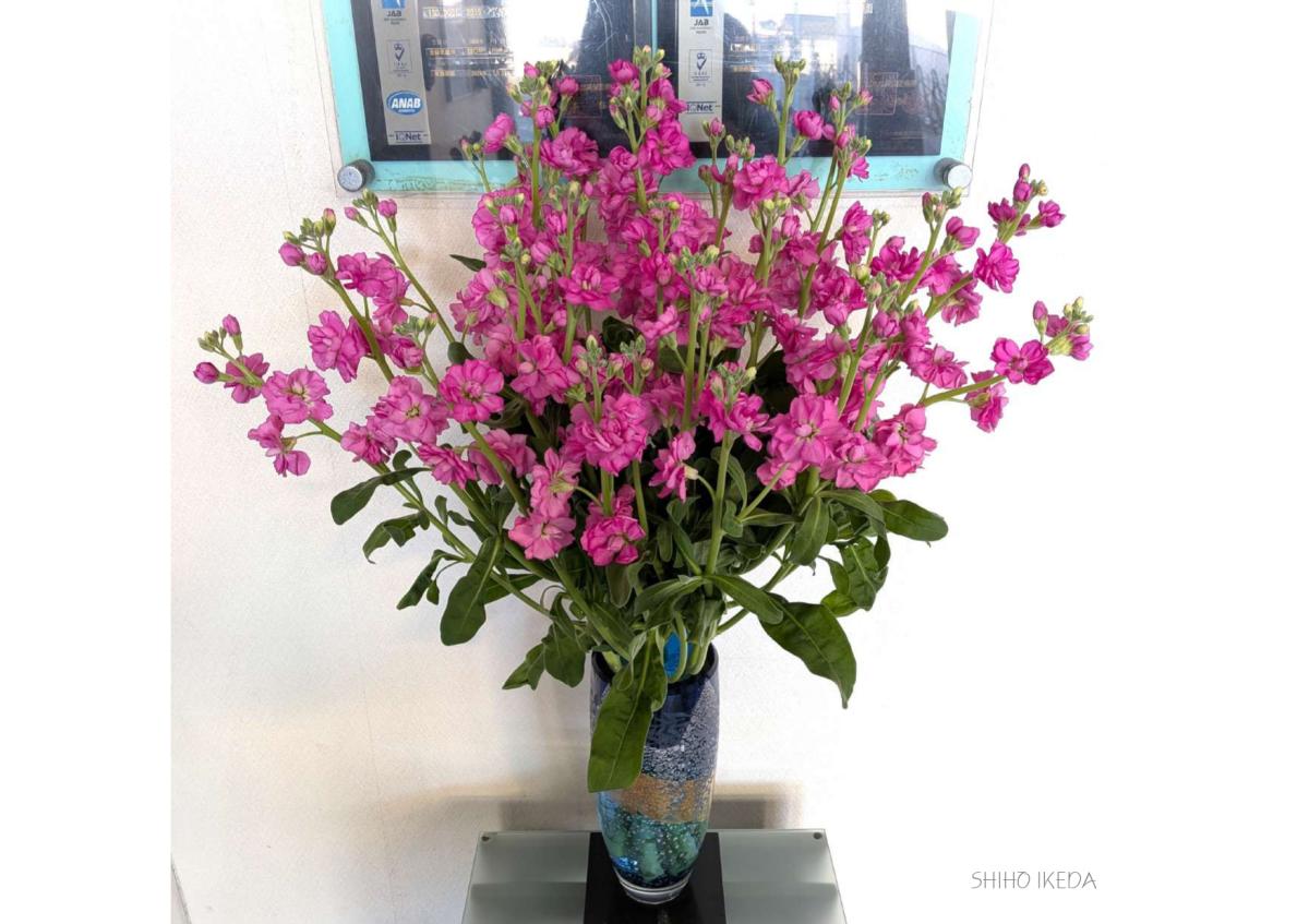 °˖✧お花photo #62✧˖°