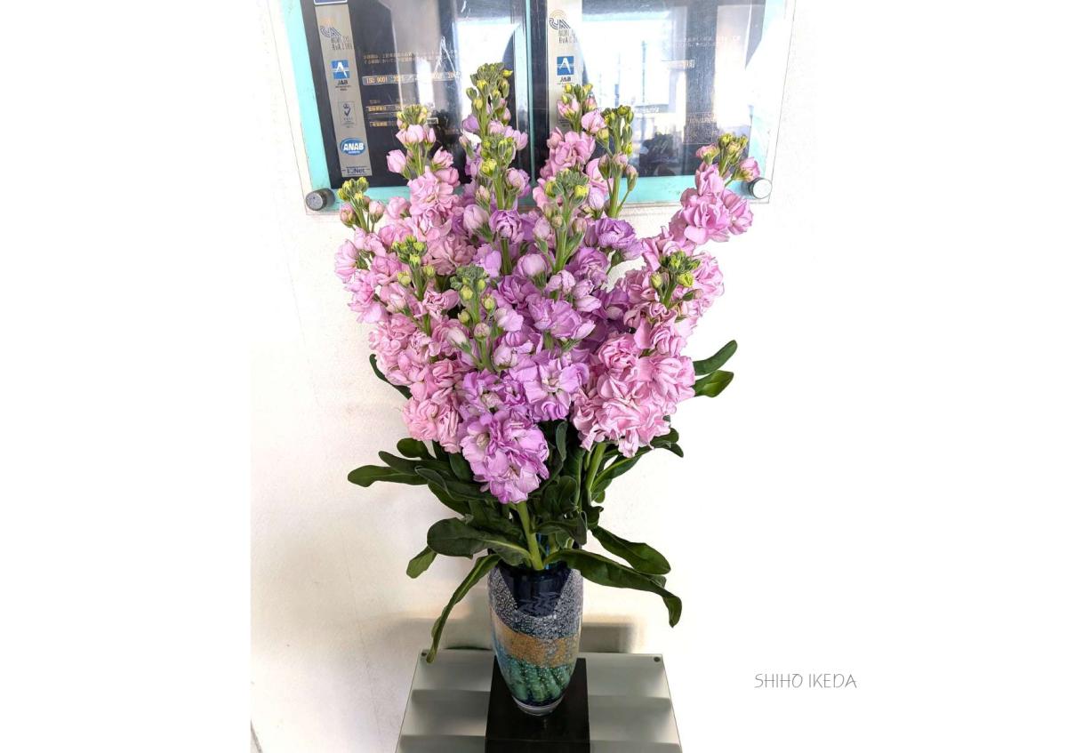 &deg;˖✧お花photo #64✧˖&deg;